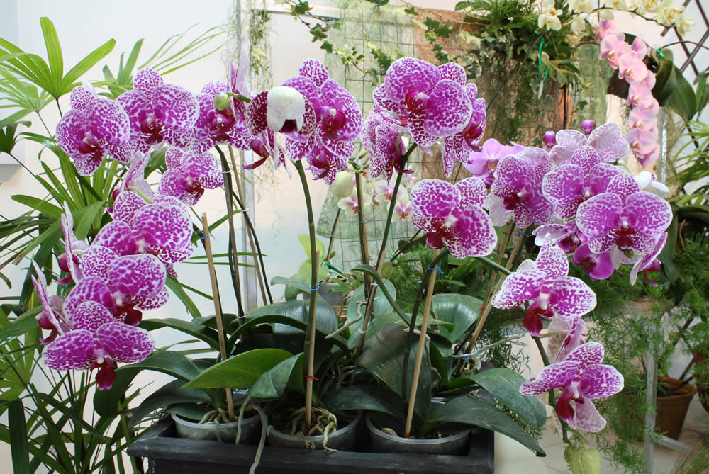 Photo Gallery Orchid Society of Mauritius