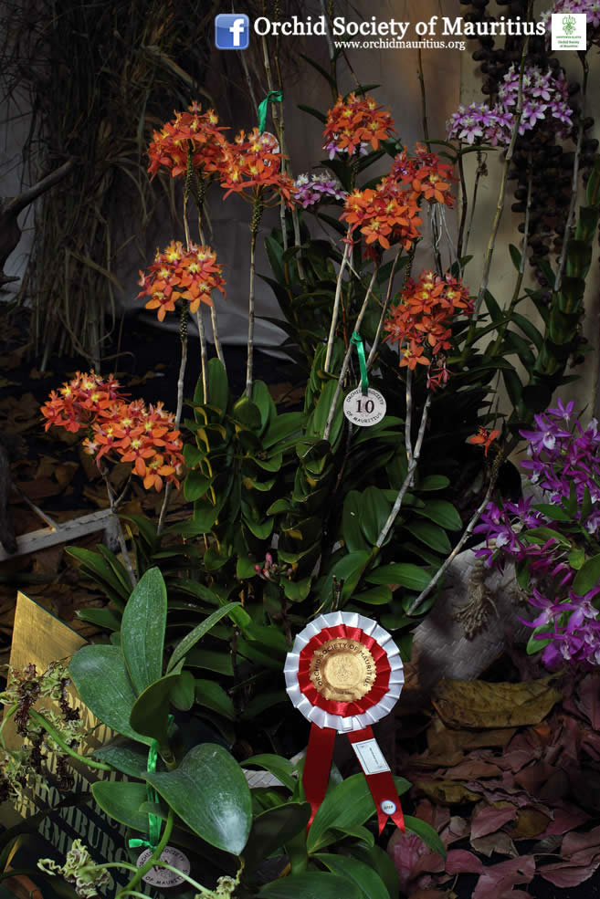 Photo Gallery | Orchid Society of Mauritius