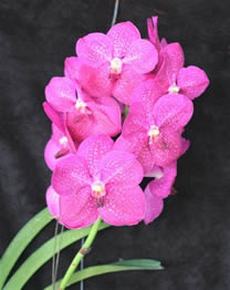 Vanda OSM